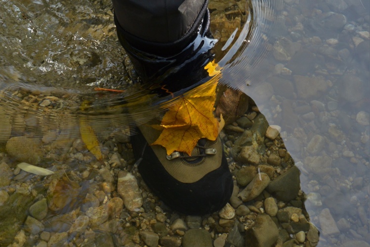 Leaves on boot