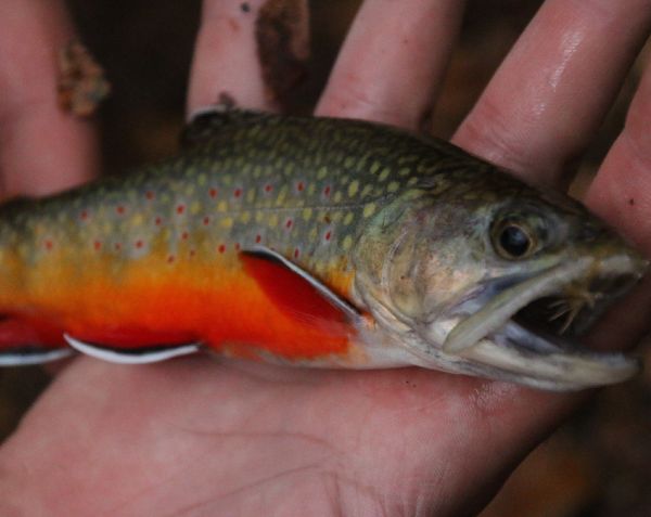Ben Meadows 's Fly-fishing Catch of a Brook trout – Fly dreamers 