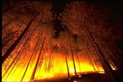 What is the big cost of forest fires?