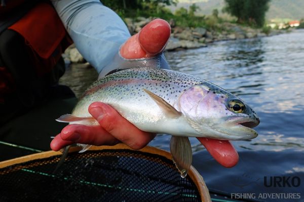 Uros Kristan 's Fly-fishing Catch of a Rainbow trout – Fly dreamers 