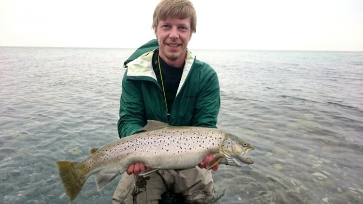 Sea run brown trout 72 cm