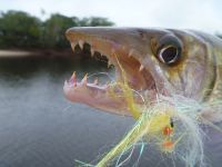 Foto de pesca con mosca