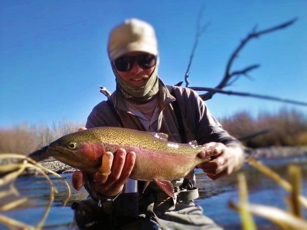 Fly-fishing Picture of Rainbow trout shared by Jared Martin – Fly dreamers