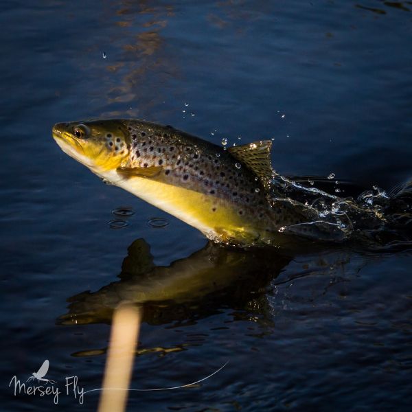 Peter Broomhall 's Fly-fishing Image of a Brownie | Fly dreamers 