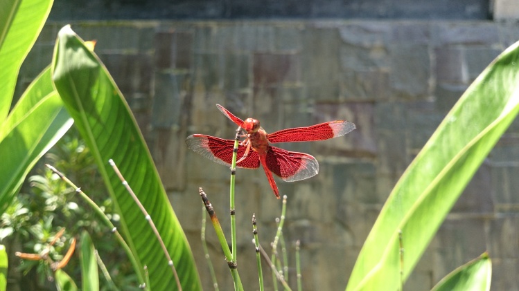 Exotic dragonfly
