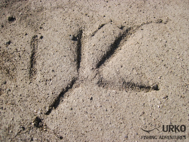 Fisherman normally don't like to see that footprint (Heron) ... Savinja river (Angling Club Mozirje)