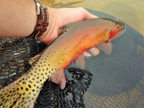 BERNET Valentin 's Fly-fishing Picture of a Cutthroat – Fly dreamers 