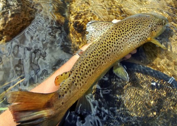BERNET Valentin 's Fly-fishing Image of a German brown – Fly dreamers 