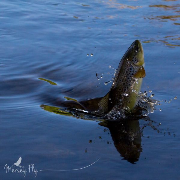 Sweet Fly-fishing Photo by Peter Broomhall 