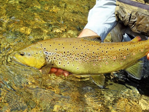 BERNET Valentin 's Fly-fishing Catch of a brown trout – Fly dreamers 