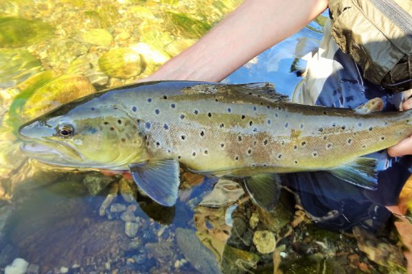 BERNET Valentin 's Fly-fishing Picture of a Salmo fario – Fly dreamers 