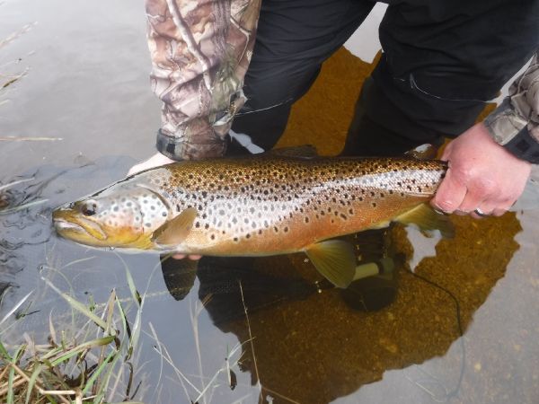 Andy  Sutherland  's Fly-fishing Photo of a Salmo trutta – Fly dreamers 