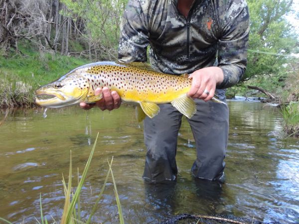 Andy  Sutherland  's Fly-fishing Picture of a Salmo fario – Fly dreamers 