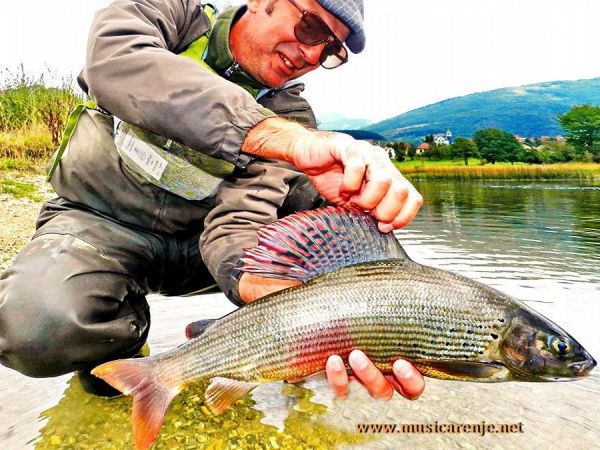 Sweet Fly-fishing Situation of Thymallus thymallus - Photo shared by Musicarenje.net  - Murino – Fly dreamers 
