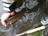 Fly fishing picture