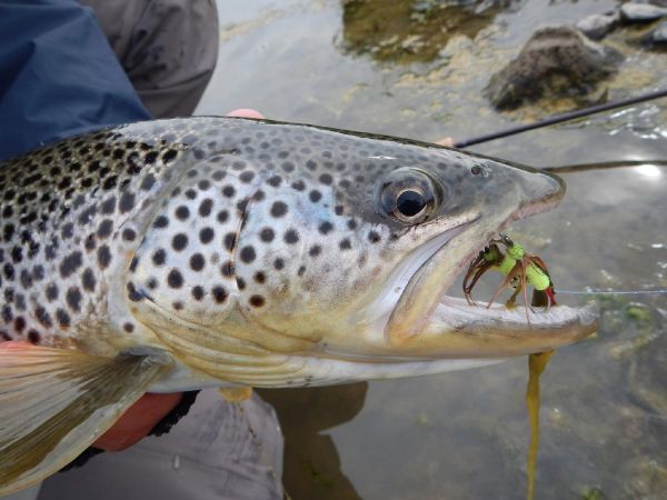 Fly-fishing Pic of von Behr trout shared by Dagur Guðmundsson – Fly dreamers 