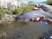 Fly fishing picture