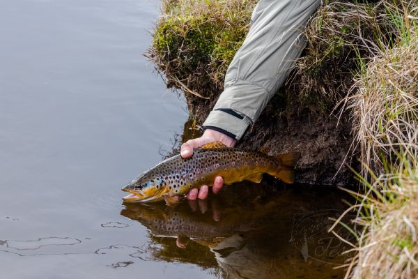 Fly-fishing Pic of German brown shared by Lionel Machado – Fly dreamers 