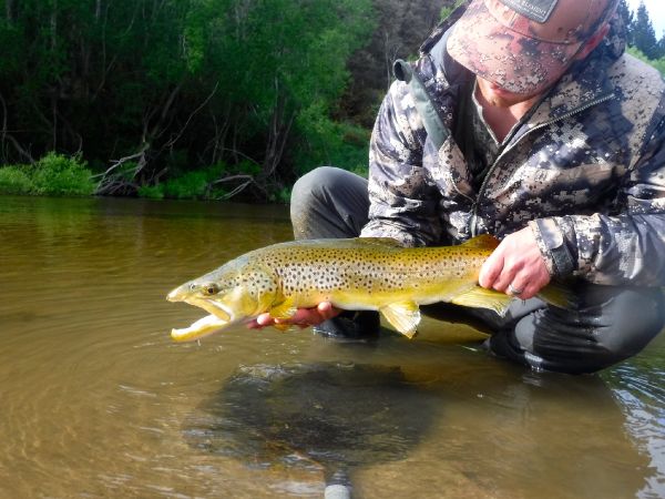 Andy  Sutherland  's Fly-fishing Catch of a von Behr trout – Fly dreamers 