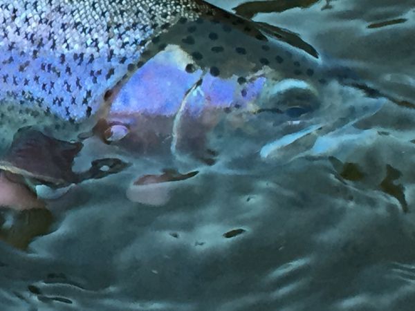 Fly-fishing Pic of Rainbow trout shared by D.R. Brown – Fly dreamers 