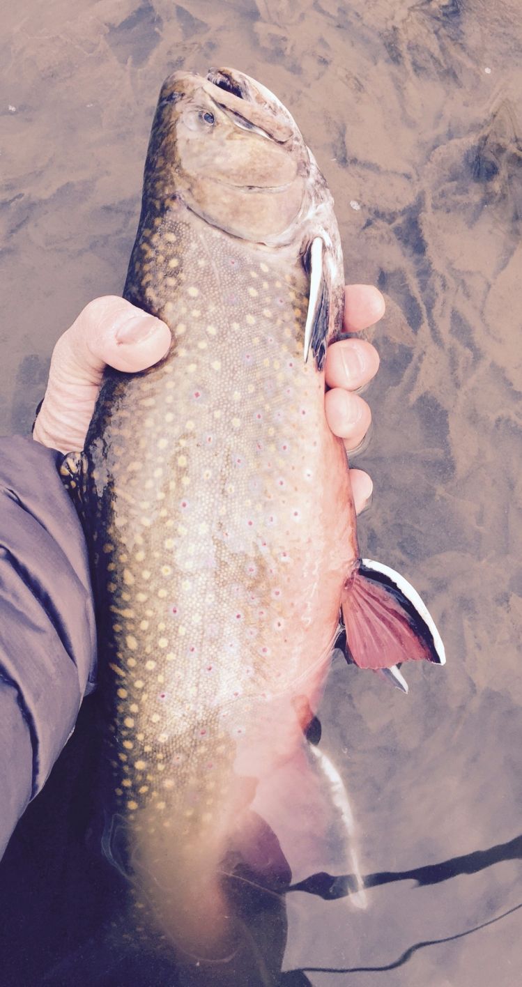 11/21/2015 brook trout