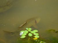 Foto de pesca con mosca