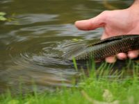 Foto de pesca con mosca