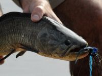 Foto de pesca con mosca