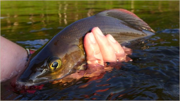 Fly Fishing Fanatics 's Fly-fishing Photo of a Grayling – Fly dreamers 