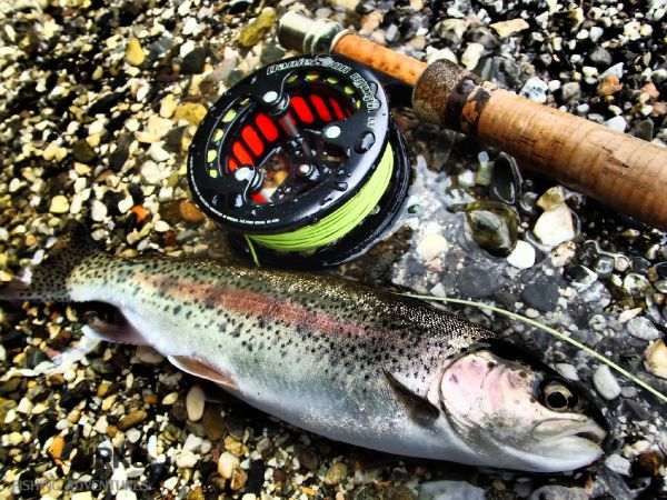Uros Kristan 's Fly-fishing Catch of a Rainbow trout – Fly dreamers 