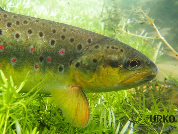 Fly-fishing Photo of Brown trout shared by Uros Kristan – Fly dreamers 