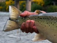 Foto de pesca con mosca