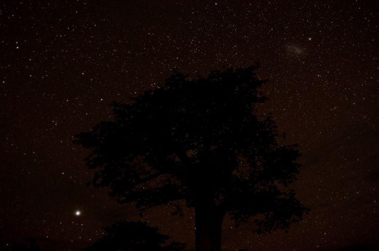 Baobab tree under stars
