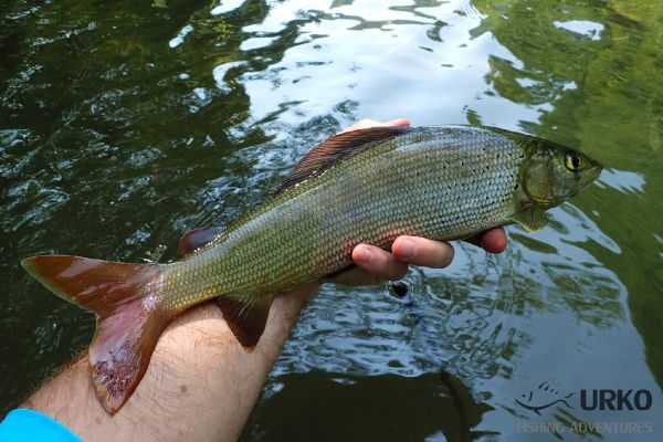 Grayling On the Fly in Selška Sora River - Fly dreamers 