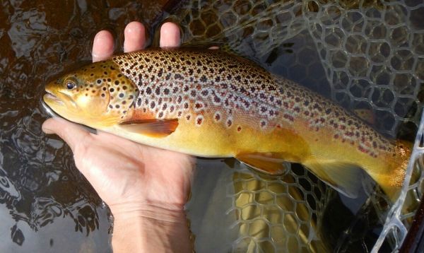 Tyler Fritz 's Fly-fishing Pic of a Loch Leven trout German – Fly dreamers 