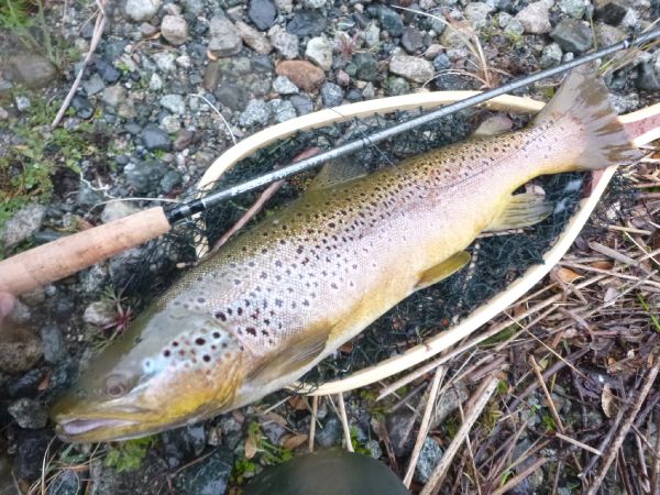 Fly-fishing Picture of German brown shared by Sebastian Dopazo – Fly dreamers