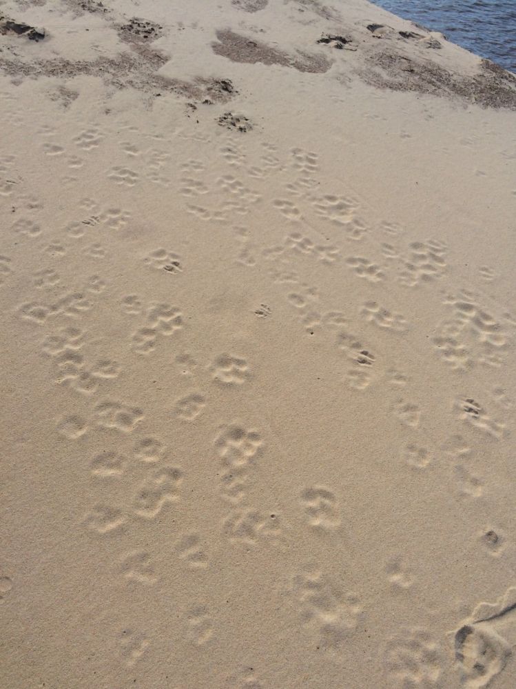 Footprints Panthera onca and puppy
