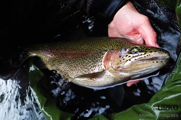 Rainbow trout caught by Uros Kristan in Krka – Fly dreamers 