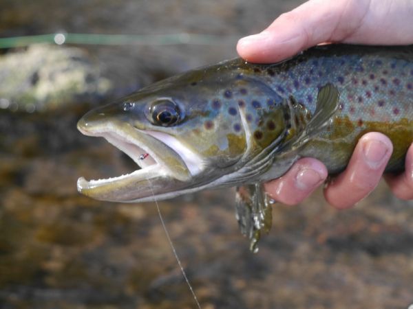 Fly-fishing Picture of German brown shared by Luke Alder – Fly dreamers