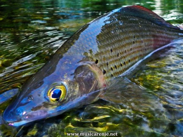 Fly-fishing Photo of Thymallus arcticus shared by Musicarenje.net  Cicko Murino – Fly dreamers 