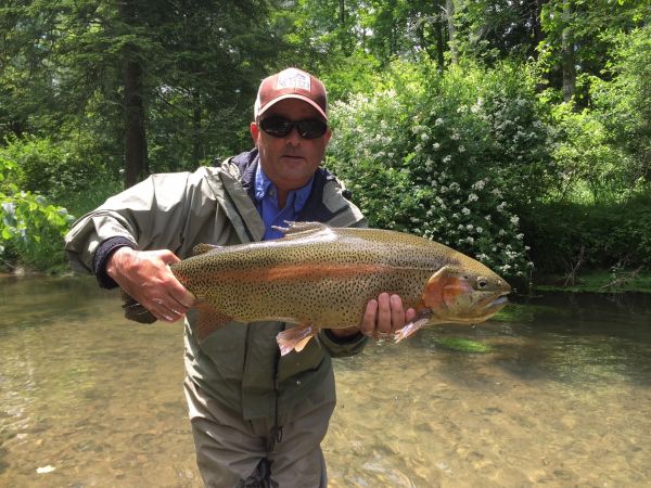 Mike Lincoln 's Fly-fishing Pic of a Rainbow trout – Fly dreamers 