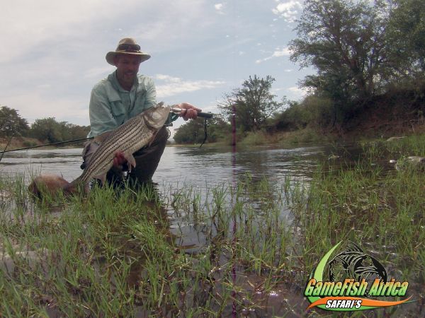 Great Fly-fishing Situation of Tigerfish shared by Oliver Otto 