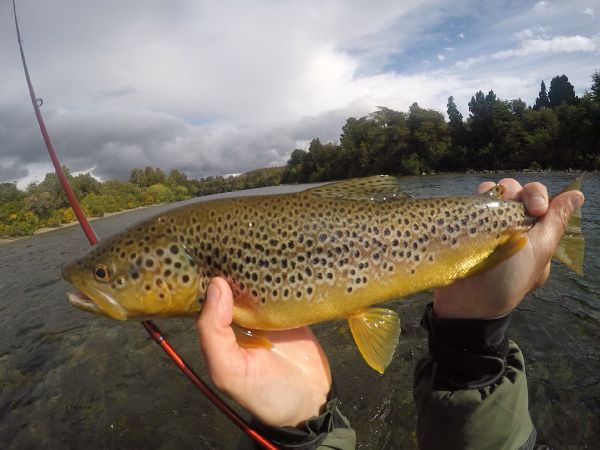 Rodo Radic 's Fly-fishing Image of a Brown trout – Fly dreamers 