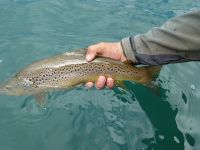 Foto de pesca con mosca