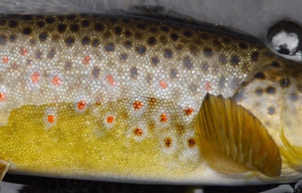 Fly-fishing Image of Brownie shared by Luke Alder – Fly dreamers