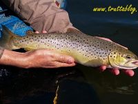 A stillwater Brown taken last week