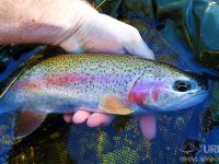 Sava Bohinjka - Fisheries Research Institute of Slovenia