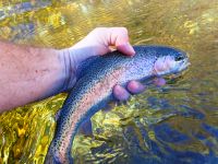 Sava Bohinjka - Fisheries Research Institute of Slovenia