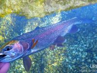 Sava Bohinjka - Fisheries Research Institute of Slovenia