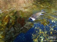 Sava Bohinjka - Fisheries Research Institute of Slovenia